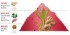 Obrázek Dámská toaletní voda Victorinox Swiss Army For Her Ginger Lily 100ml